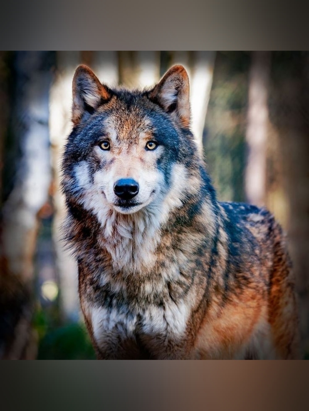 Custom Fridge Magnet Wolf